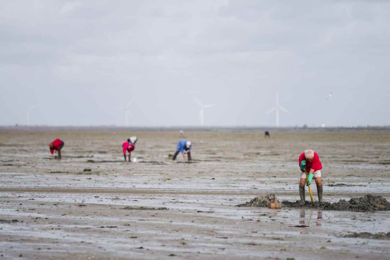 Coquillages contaminés : la pêche interdite entre Le Havre et Veulettes-sur-Mer, en Seine-Maritime 