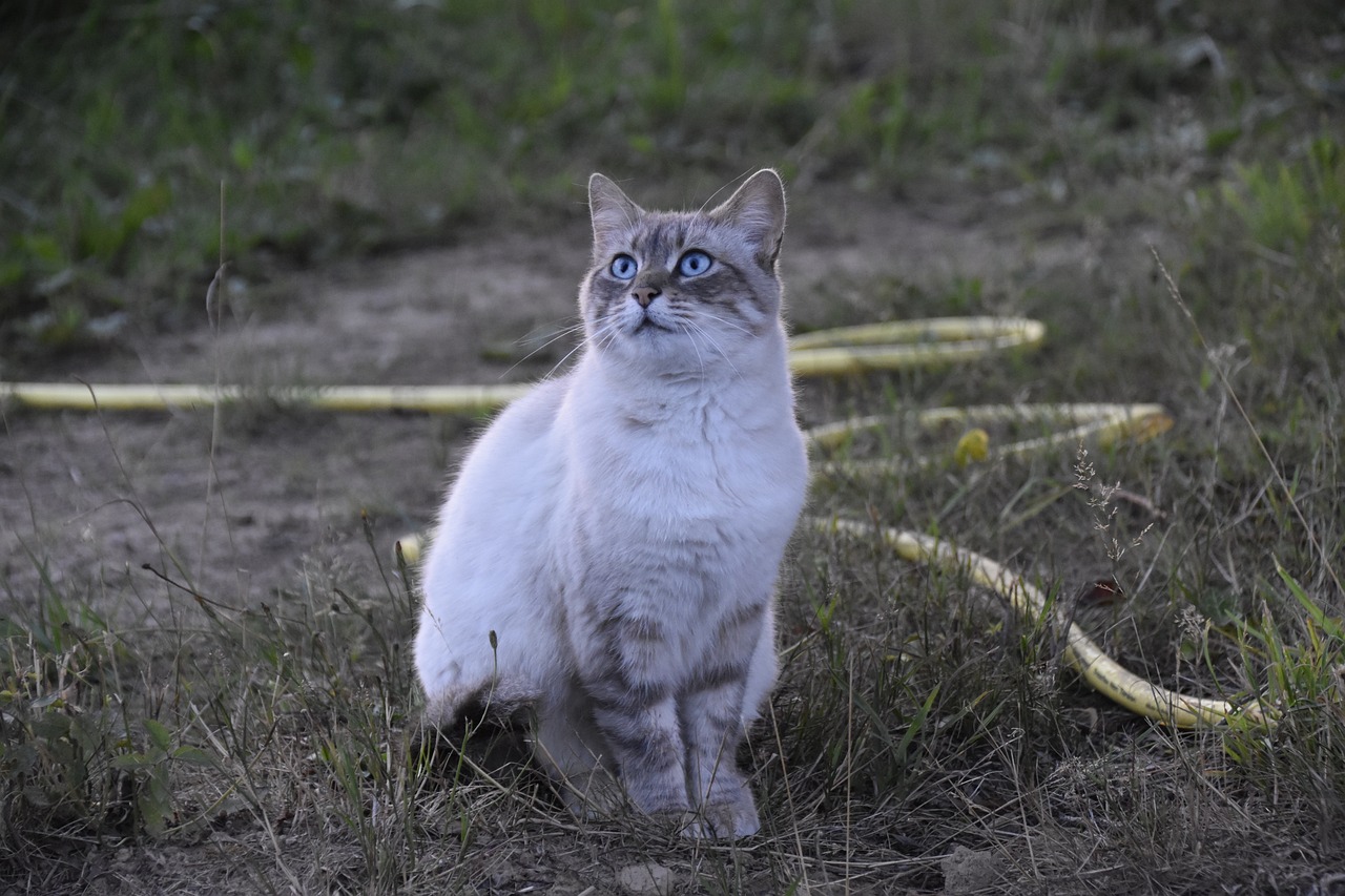 Le sexagénaire a confirmé, sans autre explication, qu'il ne voulait pas voir le chat de sa voisine devant chez lui. Il a été placé en garde à vue - Illustration © Pixabay