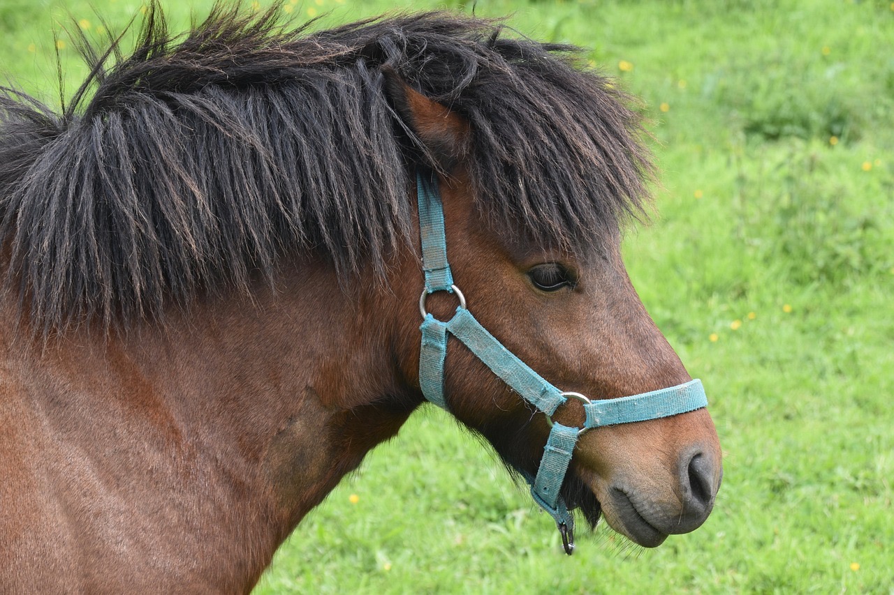 Le poney a été récupéré sain et sauf et restitué à son propriétaire - illustration Pixabay