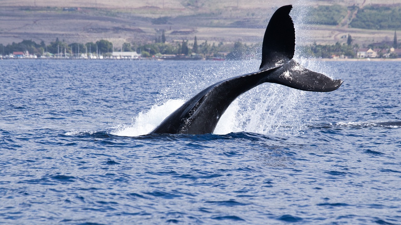 La baleine à) bosse a été observée dans la baie de Seine ce mercredi à la mi-journée - Illustration Lee Sommers/Pixabay