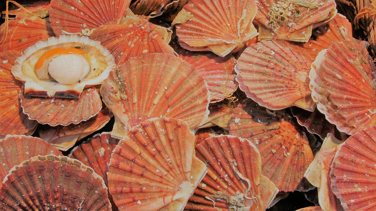 6% des coquilles étaient inférieures à la taille réglementaire -Illustration Jacques Tiberi/Pixabay