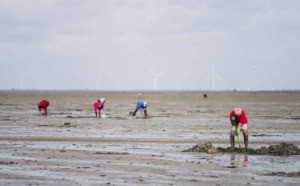 Coquillages contaminés : la pêche interdite entre Le Havre et Veulettes-sur-Mer, en Seine-Maritime 