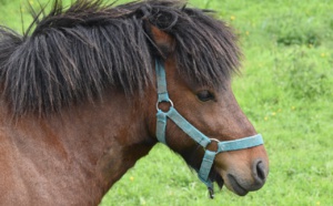 Seine-Maritime. Sauvetage d’un poney tombé en contrebas d’un chemin de halage à Oissel 