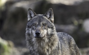 La découverte de la dépouille d’un grand canidé relance l’hypothèse d’un loup en Seine-Maritime 