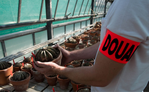 Les douaniers de l'aéroport de Roissy saisissent 369 cactus protégés et menacés d’extinction