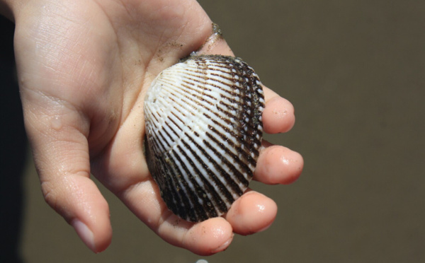 Calvados : la pêche à pied des coquillages à nouveau autorisée sur la plage de Houlgate