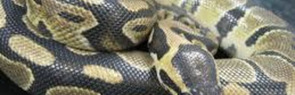 Insolite : un Python dans la voiture d'une Havraise !