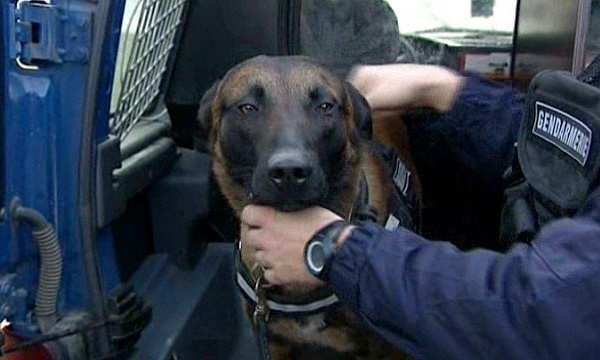 A Bernay, le chien des gendarmes mord à la cuisse et aux fesses un agresseur trop excité