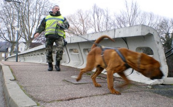 Le chien Saint Hubert de la gendarmerie a suivi la trace de la disparue de Tôtes, sans résultat