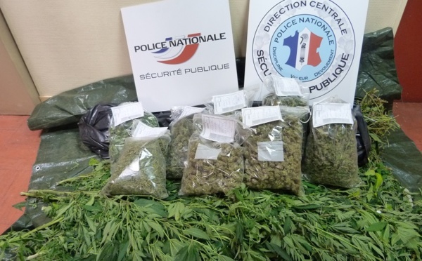 Culture de cannabis dans un appartement de Sotteville-lès-Rouen : un suspect interpellé à Darnétal