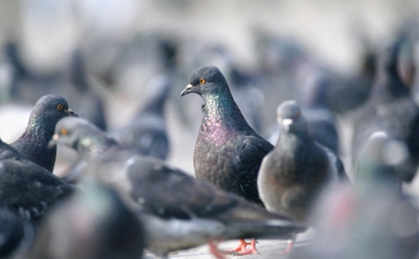 Elbeuf : ils s'amusaient à tirer à la carabine sur des pigeons et touchent deux passants