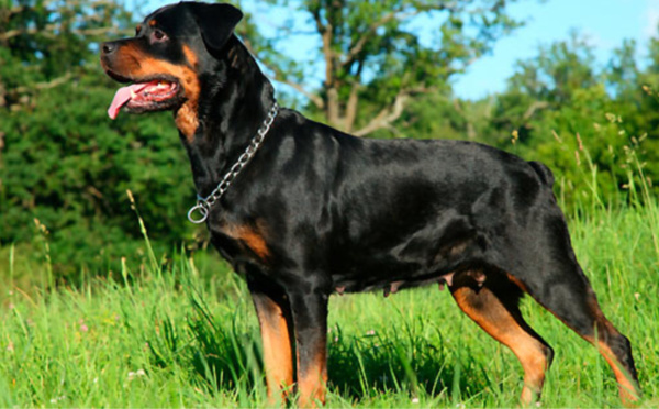 Un enfant mordu par un rottweiler échappé de son enclos à Saint-Aubin-Epinay