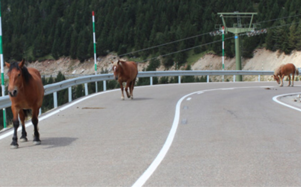 La Laguna percute un cheval puis un véhicule près de Dieppe : le conducteur est décédé 