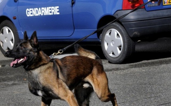 [DISPARITION]  Vincent retrouvé sain et sauf ce soir par le chien pisteur de la gendarmerie