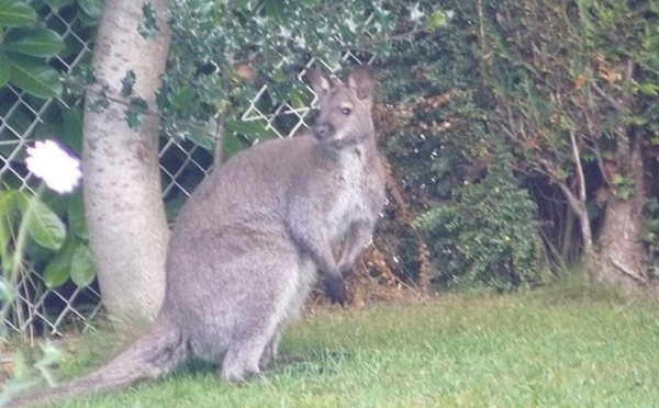 [Insolite] Le wallaby fugueur capturé avec une épuisette à Envermeu, près de Dieppe