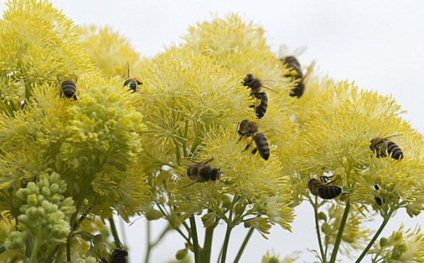 Dans l'Eure, des jachères pour les abeilles : le département débloque 10 000€