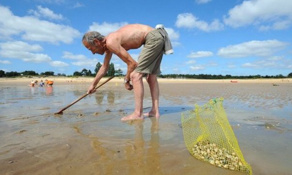 Seine-Maritime : le ramassage des coquillages interdit entre le cap d'Antifer et Veulettes