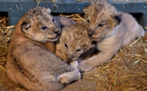 Naissance de trois lionceaux au Parc zoologique de Paris