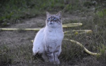 Frappé à mort, un chat victime d'un conflit de voisinage larvé à Elbeuf : un sexagénaire en garde à vue