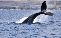 Une baleine à bosse observée dans l'estuaire de la Seine : la préfecture de Seine-Maritime en alerte 