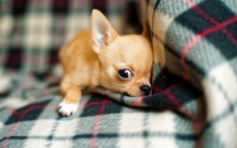 À Rouen, trois chihuahuas enfermés sans eau ni nourriture dans une voiture : leur maître en garde à vue 