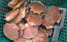 Appel à la vigilance à l'occasion de l'ouverture de la pêche à la coquille saint-jacques 