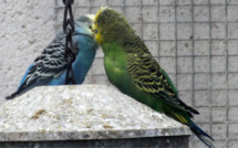 Rouen : qui en veut aux oiseaux du Jardin des plantes, aspergés de poudre d'extincteur ?