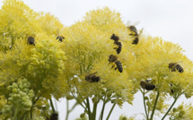 Dans l'Eure, des jachères pour les abeilles : le département débloque 10 000€